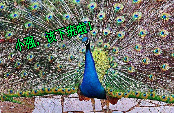 孔雀開屏(ping)
